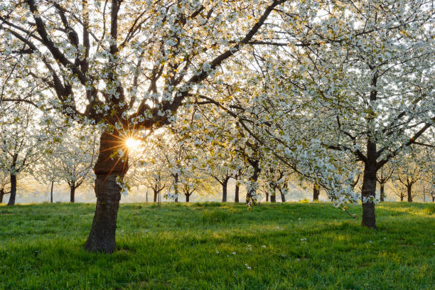 Pelouse Cerisier à fleur